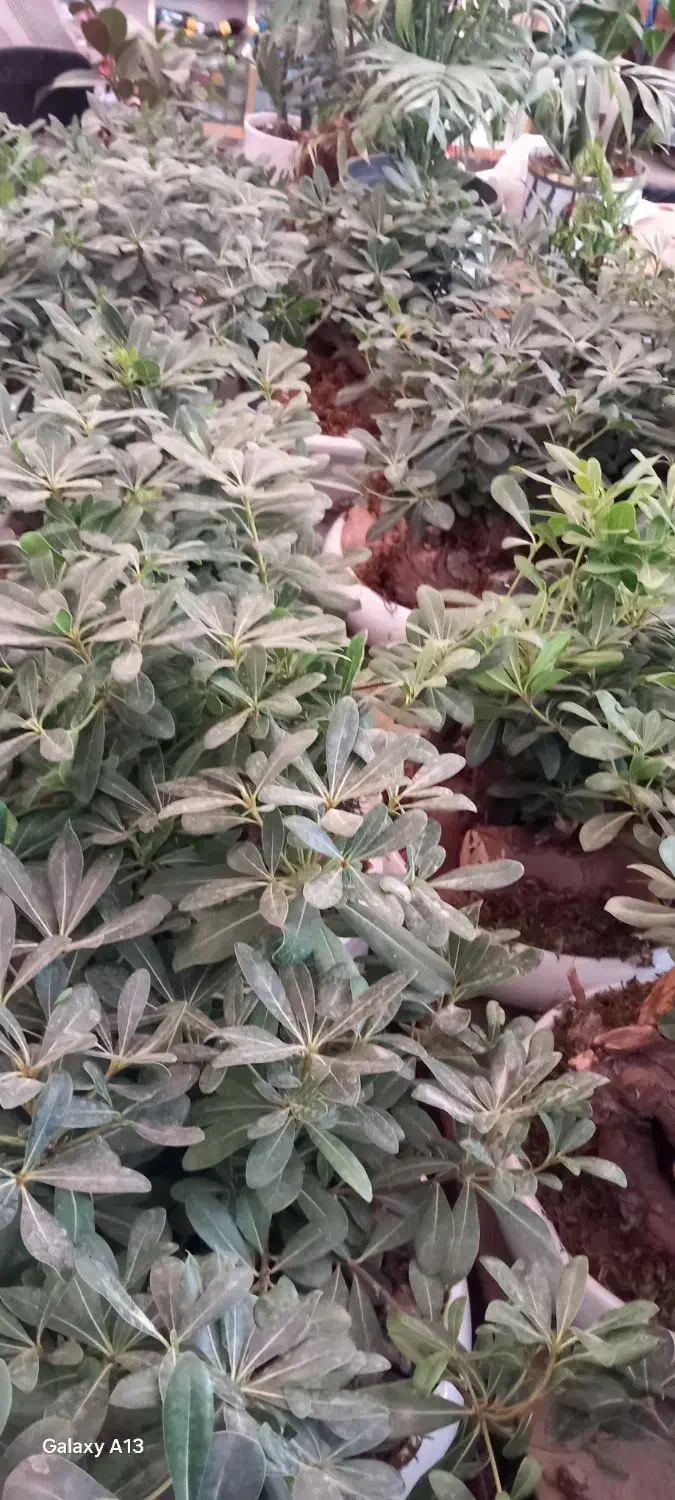 گل میخک وسانسوریا|گل و گیاه طبیعی|مشهد, گلشور|دیوار