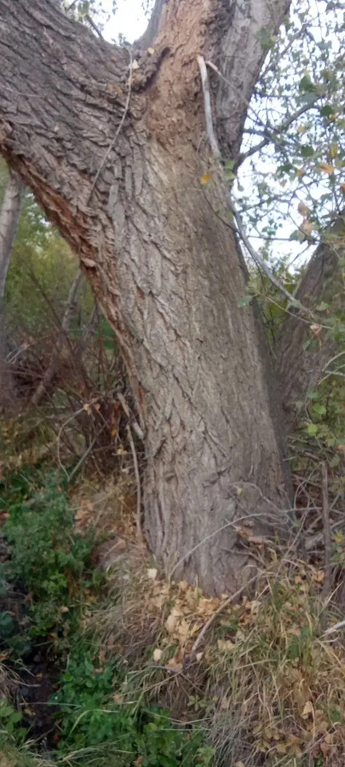 خرید صنوبر|خدمات باغبانی و درختکاری|مشگین شهر, |دیوار