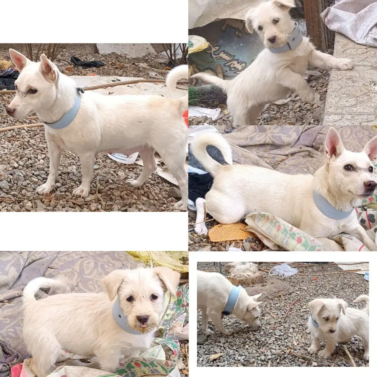 سگ پاپی زرنگ|سگ|تربتحیدریه, کلاته توکلی|دیوار