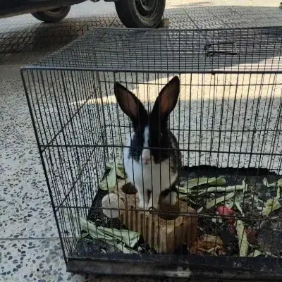 ۳ عدد مولد خرگوش معاوضه با پرنده|موش و خرگوش|بهمن صغاد, |دیوار