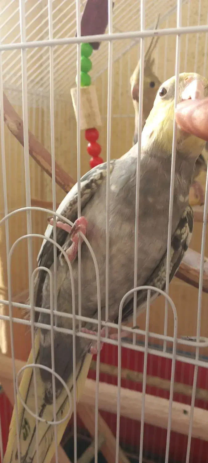 جفت عروس هلندی بسیار شیطون|پرنده|رشت, کوی مهر|دیوار