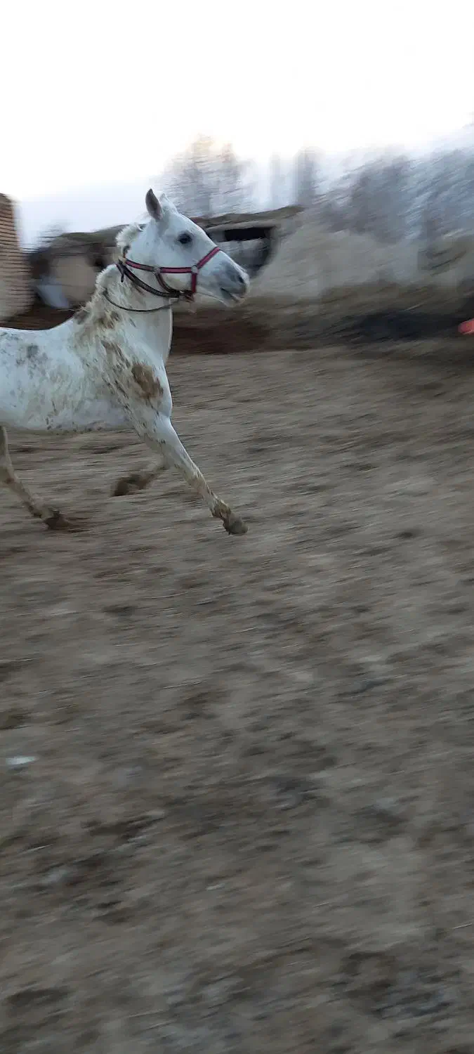 اسب|اسب و تجهیزات اسبسواری|ارومیه, |دیوار