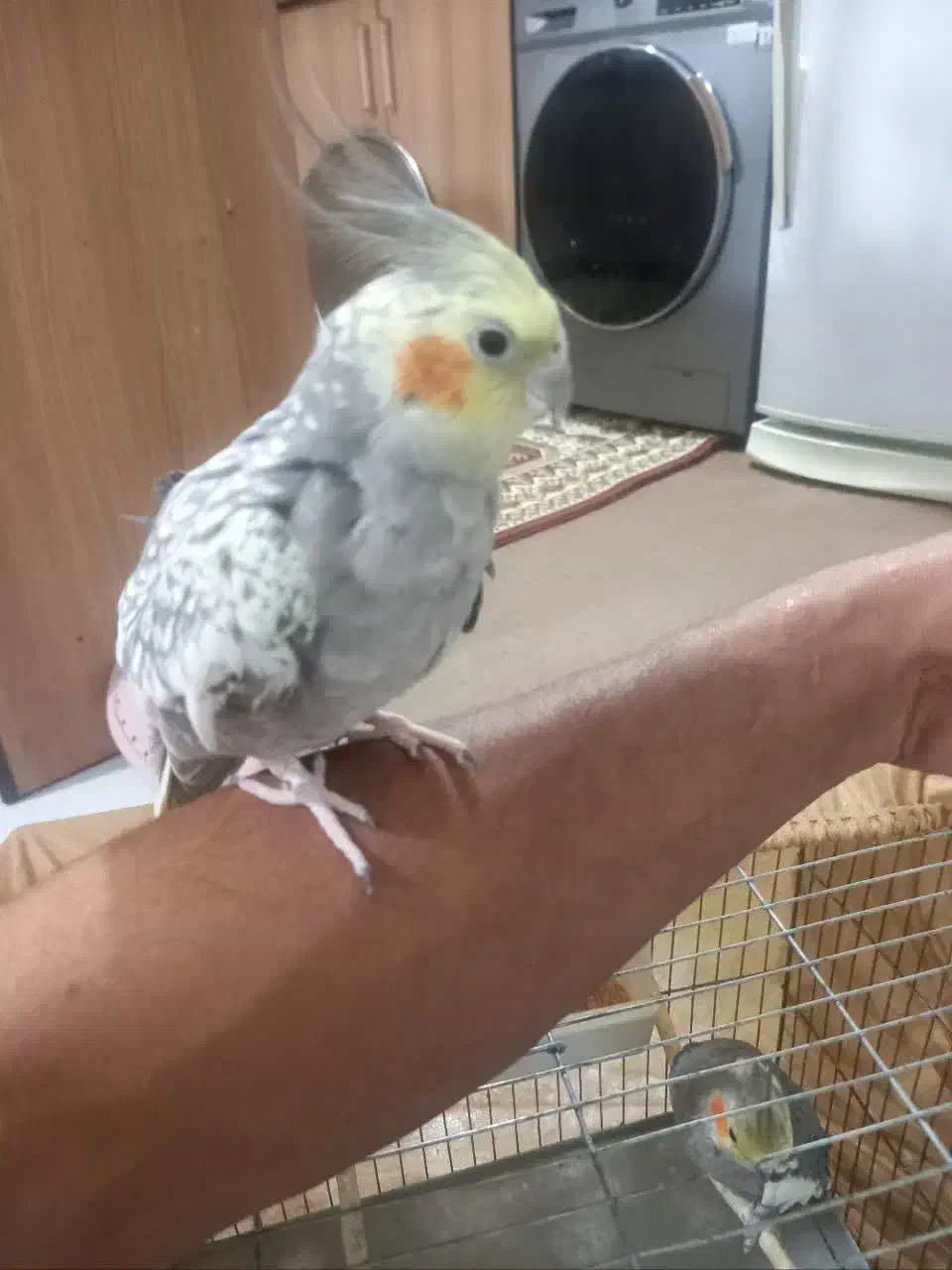 عروس هلندی|پرنده|تهران, مسعودیه|دیوار