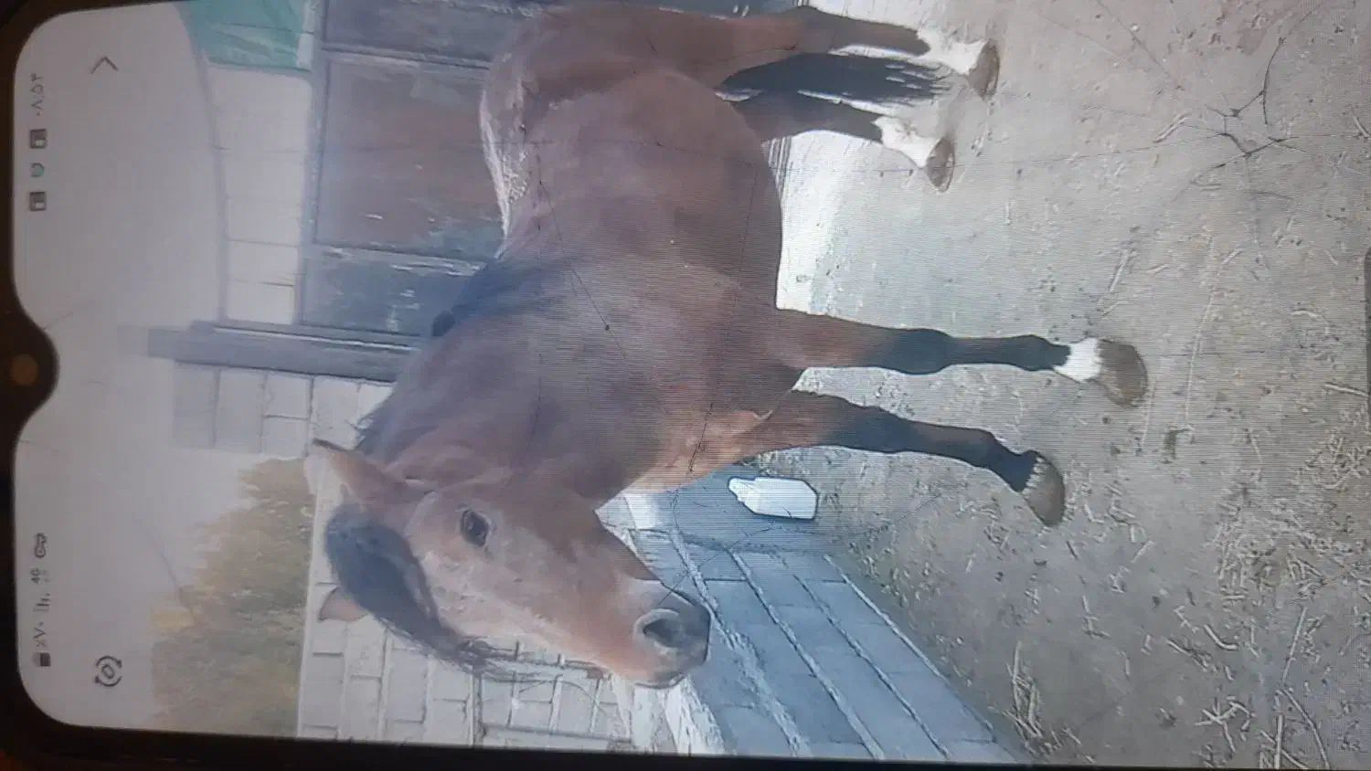 اسب نریان کورد سه ساله|اسب و تجهیزات اسبسواری|شاهین دژ, |دیوار