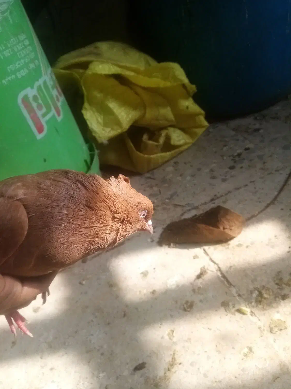 ماده زرد|پرنده|بروجرد, |دیوار