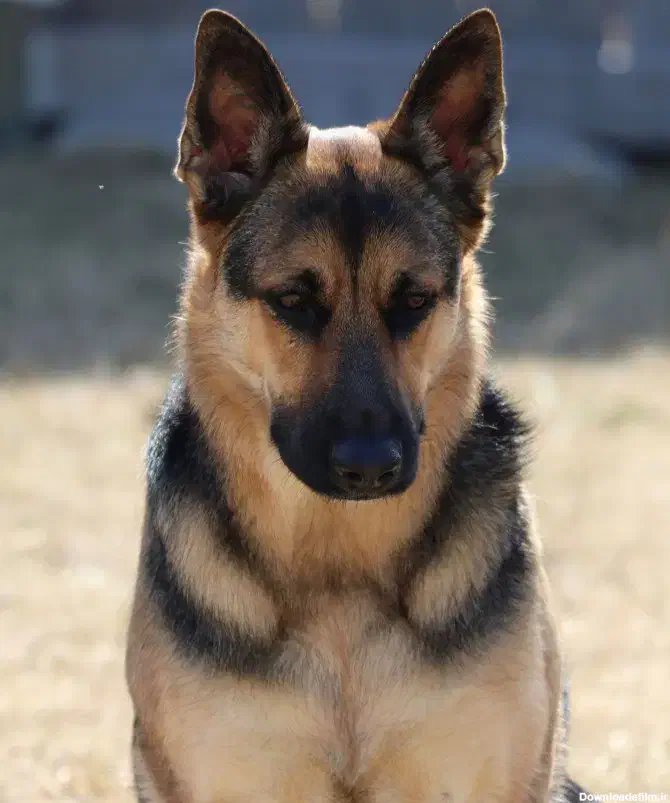 واگذاری ژرمن ورک ماده|سگ|شیراز, ارم|دیوار