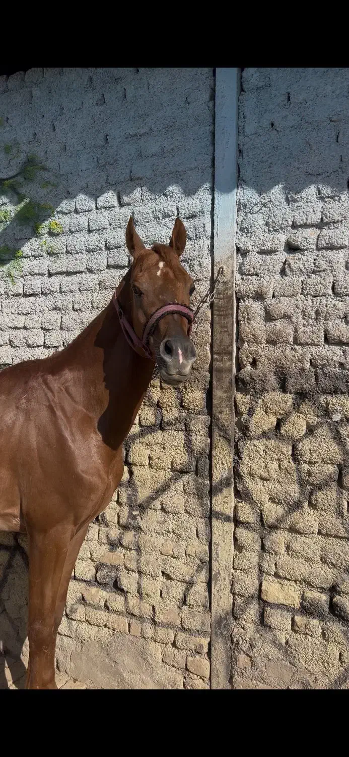 عرب دو سر صورت دار|اسب و تجهیزات اسبسواری|قزوین, |دیوار