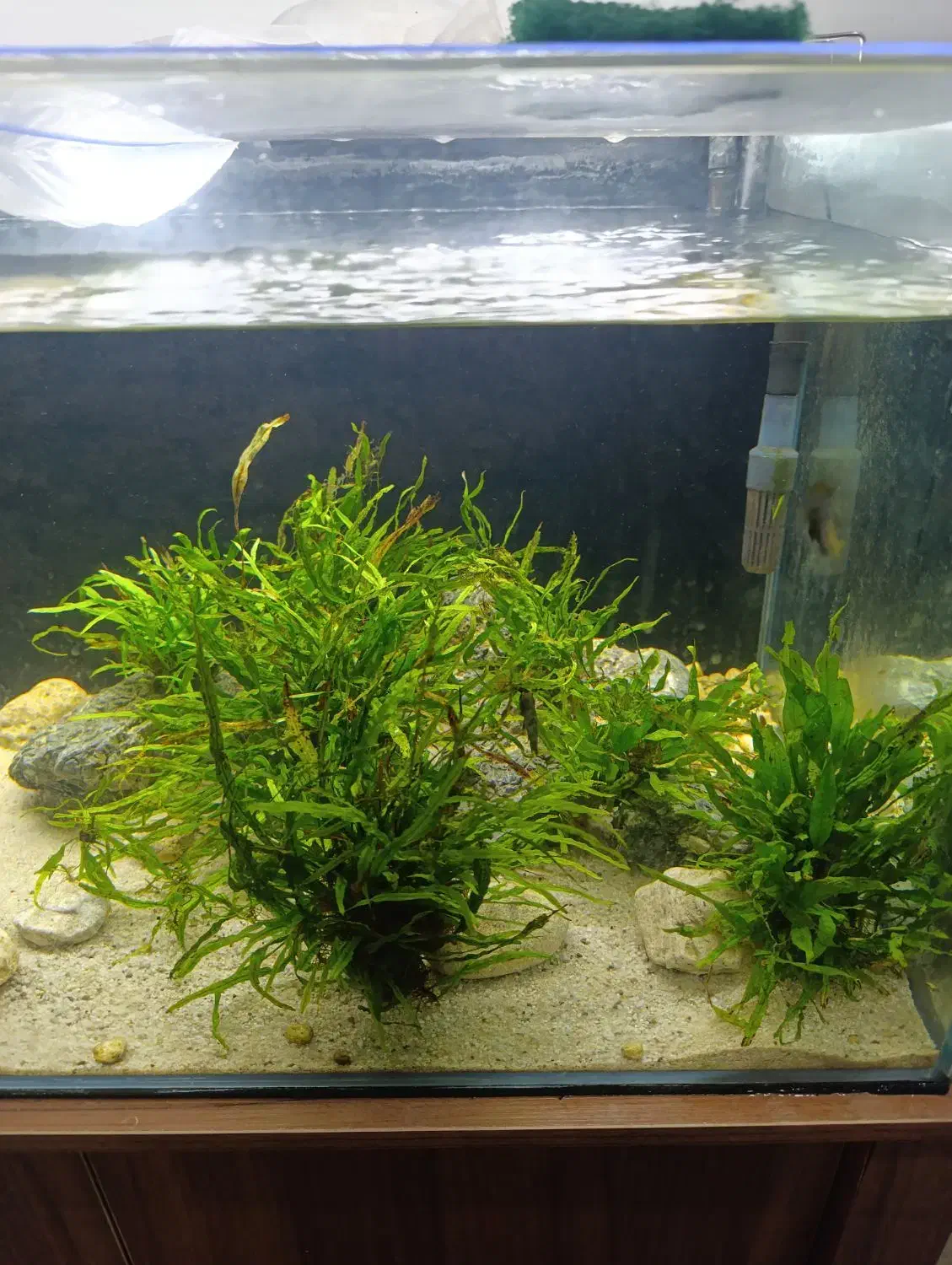 اکواریوم ریملس. تصفیه سطلی|ماهی|مشهد, کوشش|دیوار