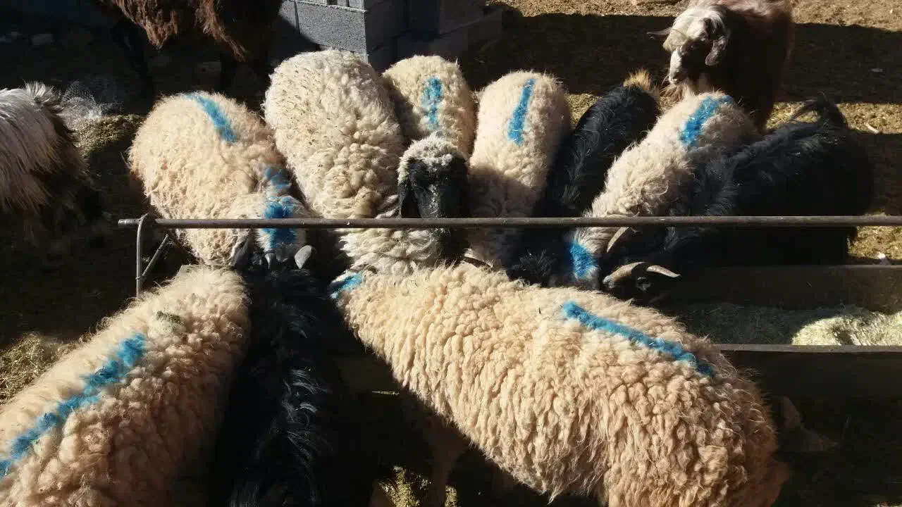 بره بز گوسفند چپش بزغاله میش شیشک گاو گوساله|حیوانات مزرعه|اصفهان, دهنو|دیوار