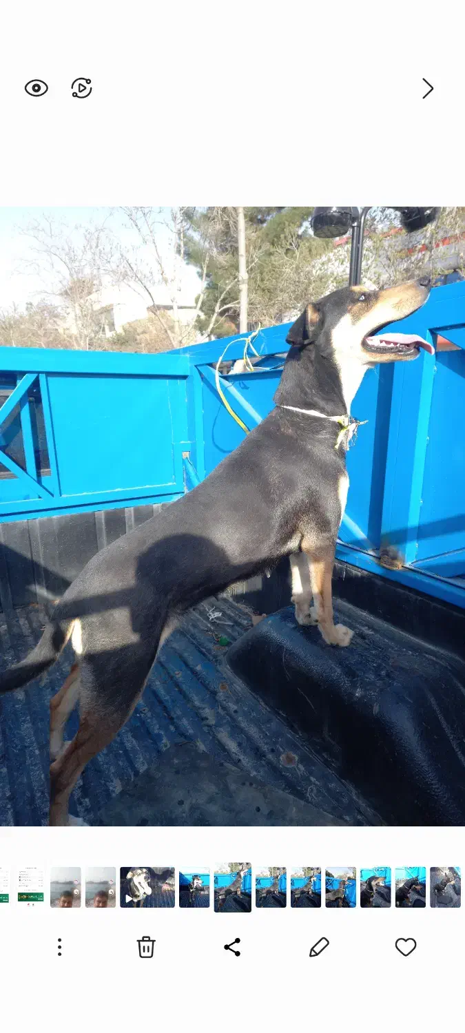 سگ ژرمن ژپتو|سگ|مشهد, کارمندان دوم|دیوار