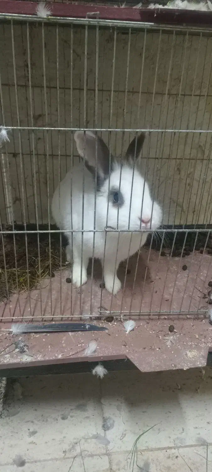 خرکوش نر|موش و خرگوش|کومله, |دیوار