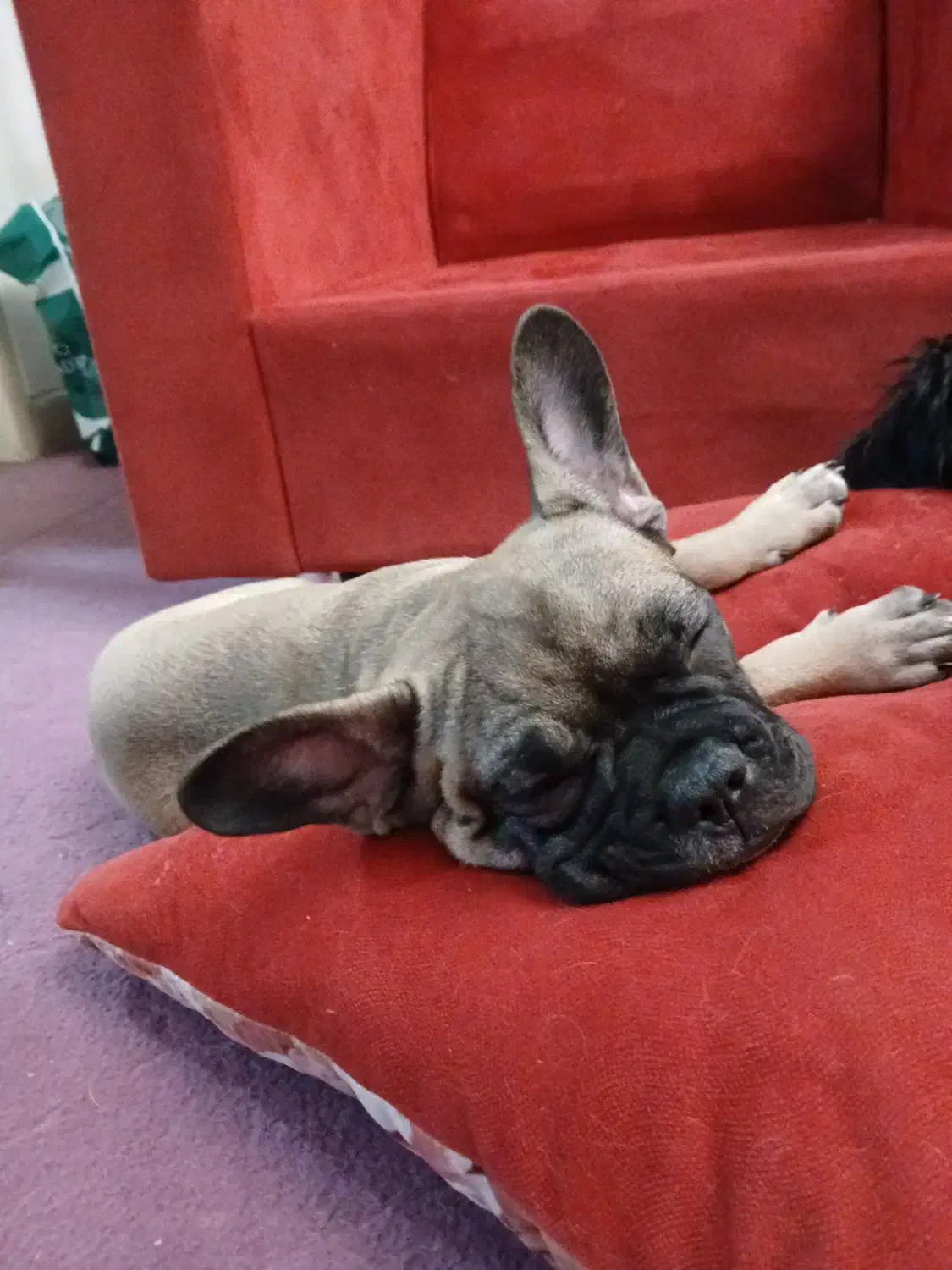 فروش توله فرنچ بولداگ فرانسوی اصیل|سگ|تهران, خواجه نظام الملک|دیوار