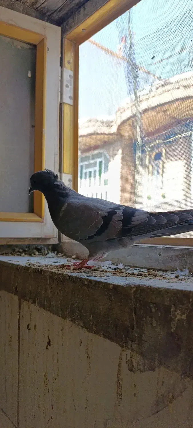 گمشده کبوتر|پرنده|ایوان, |دیوار