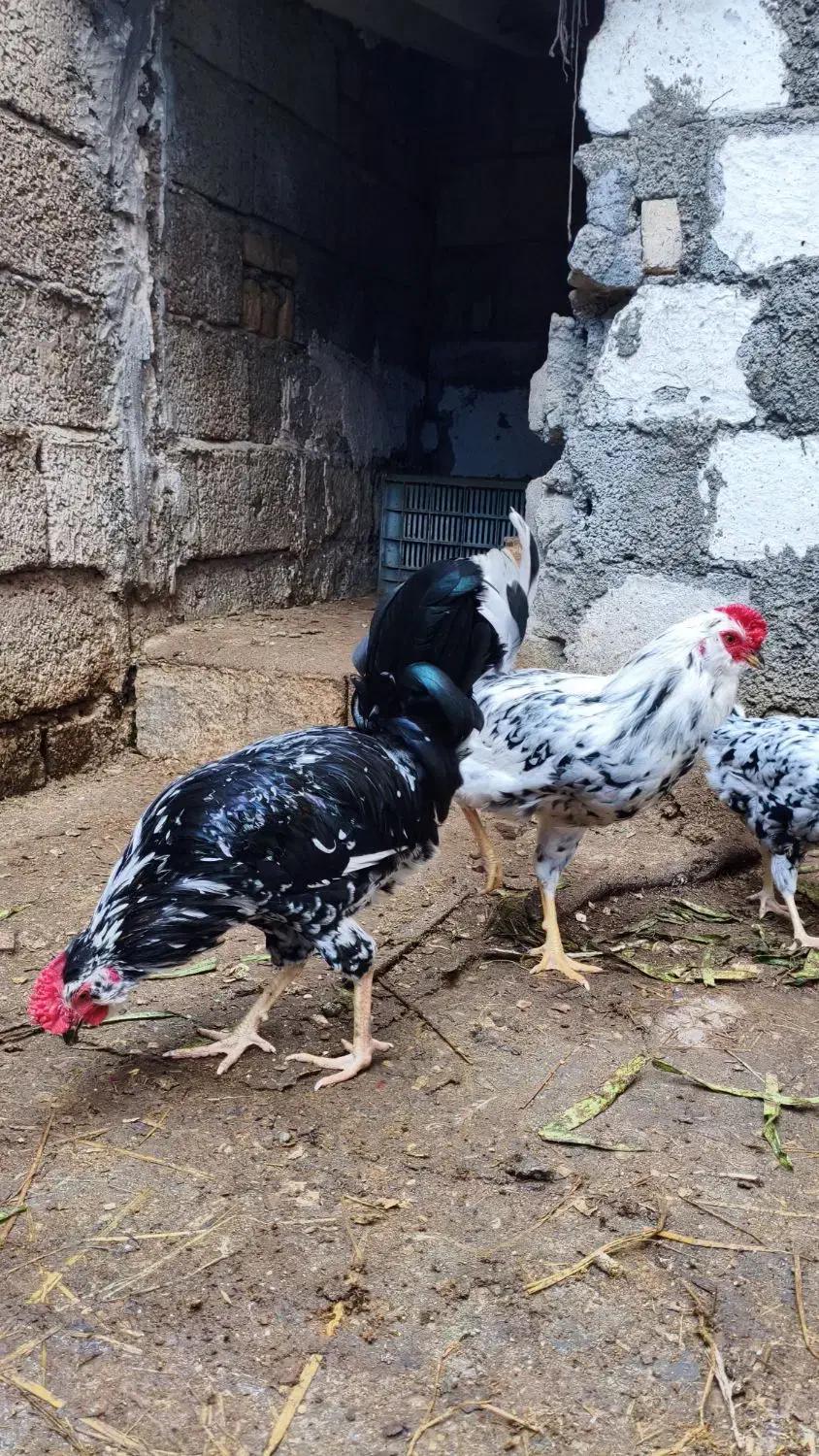 جوجه گلین پنگوئنی و تخم گلین|حیوانات مزرعه|جویبار, |دیوار