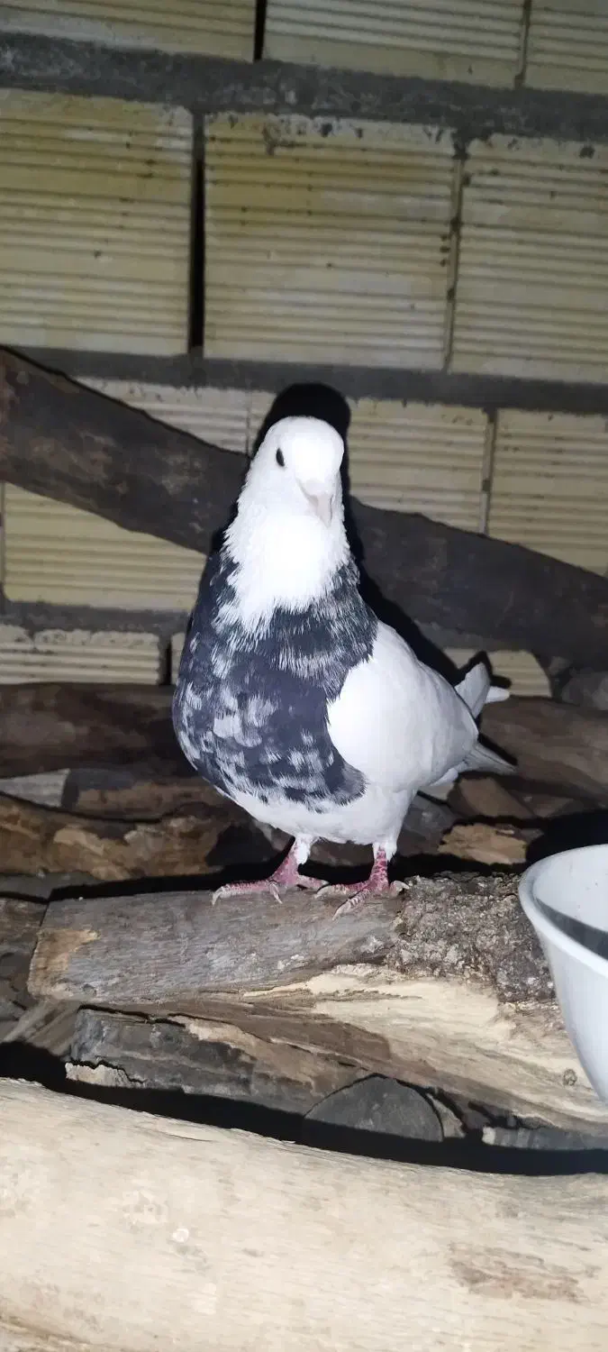 طوقی|پرنده|لردگان, |دیوار