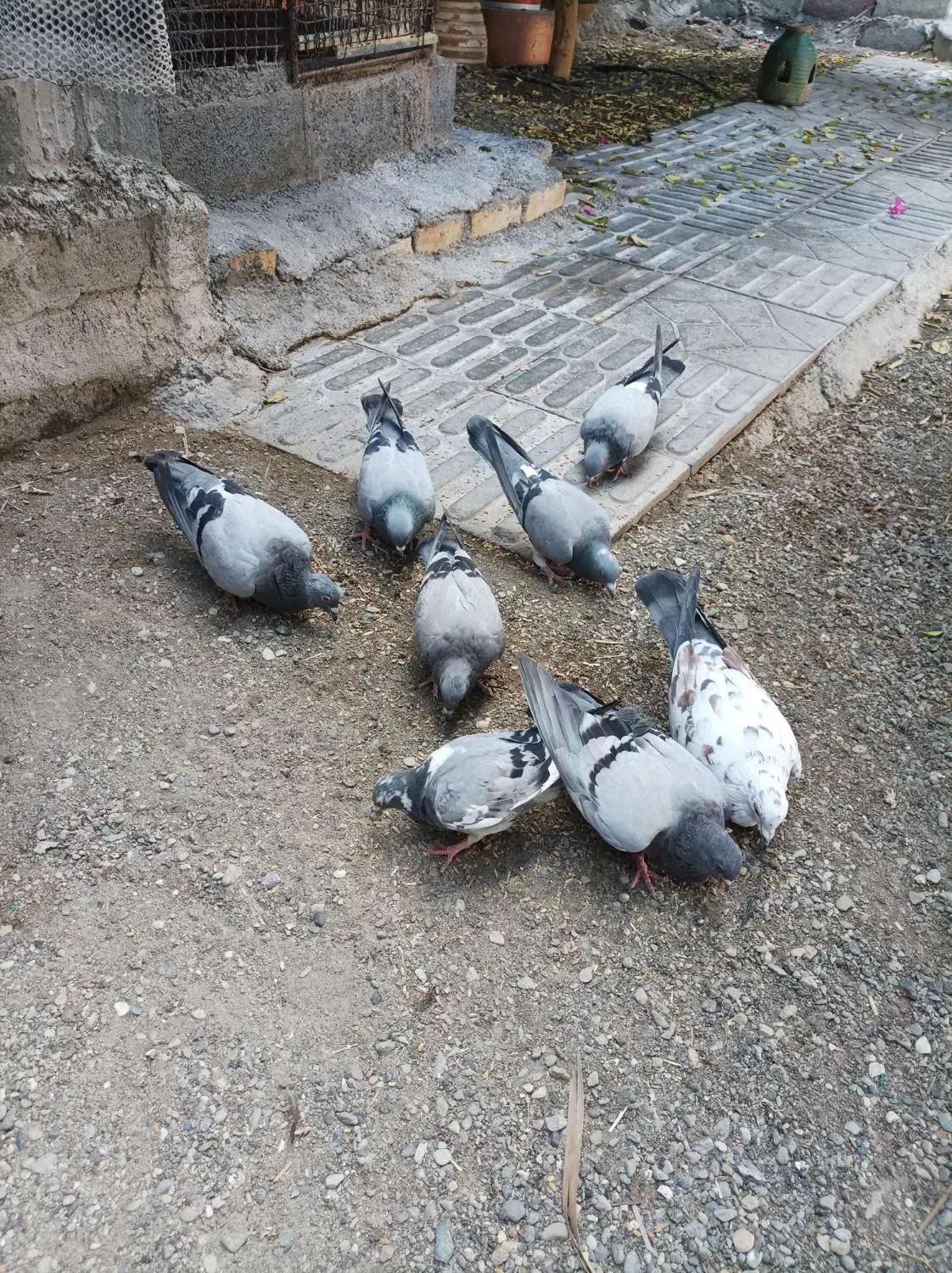 رودان|پرنده|رودان, |دیوار