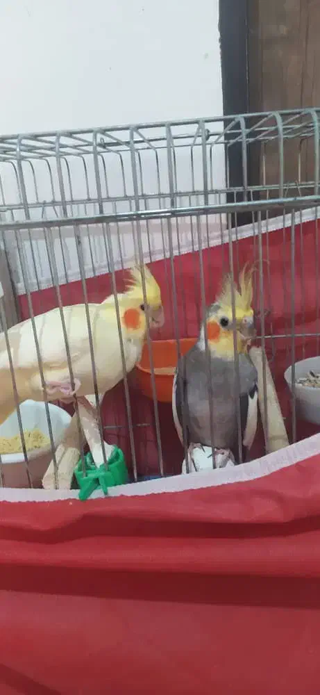 عروس هلندی با۴عددجوجه|پرنده|صدرا-فارس, فاز ۲|دیوار