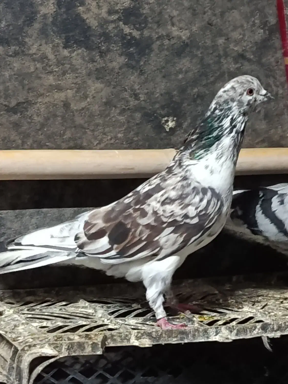 کبوتر پرشی تضمین|پرنده|فاضل آباد, |دیوار