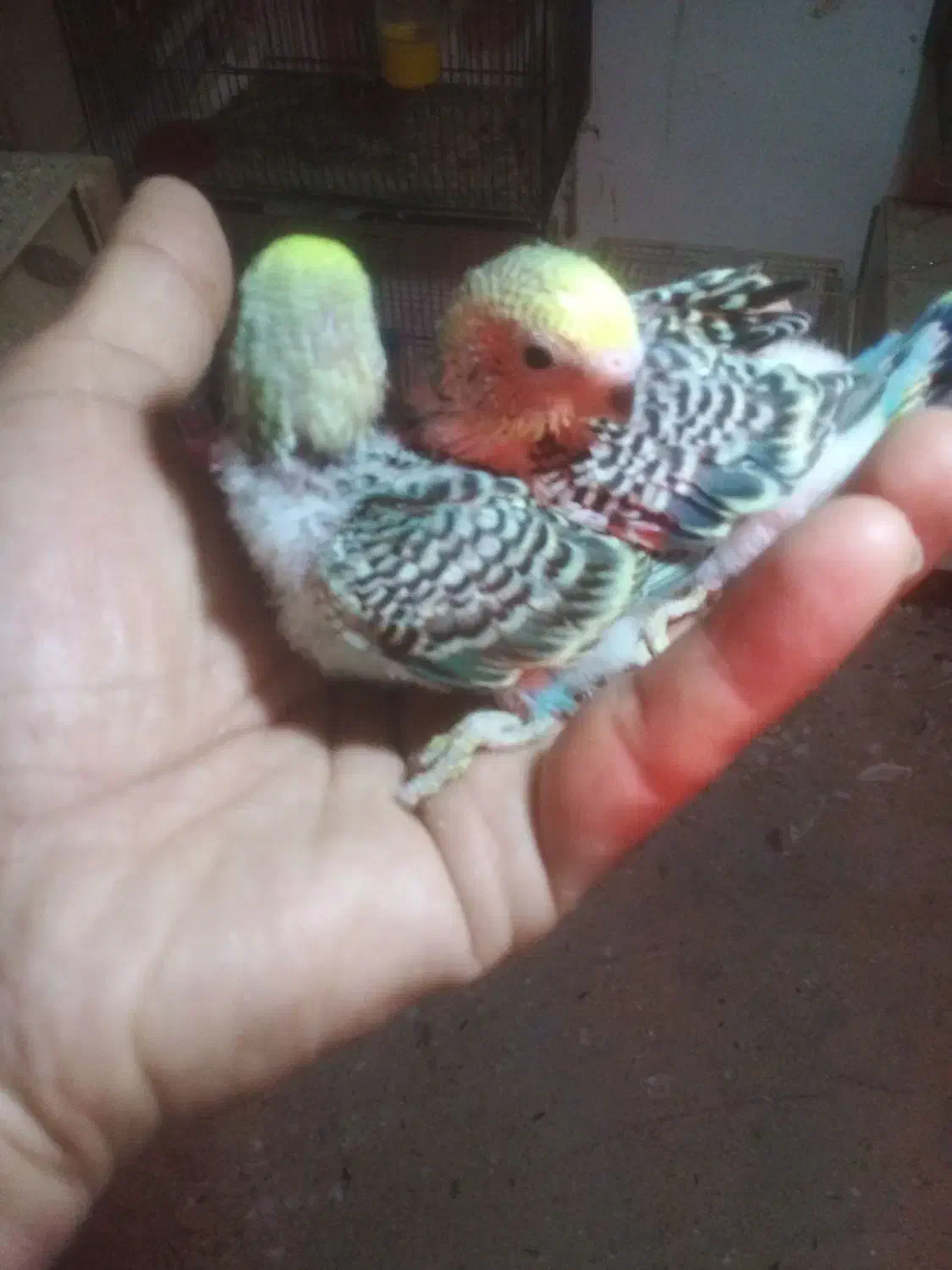 جوجه سرلاکی مرغ عشق رنگ زیبا|پرنده|قائم‌شهر, |دیوار