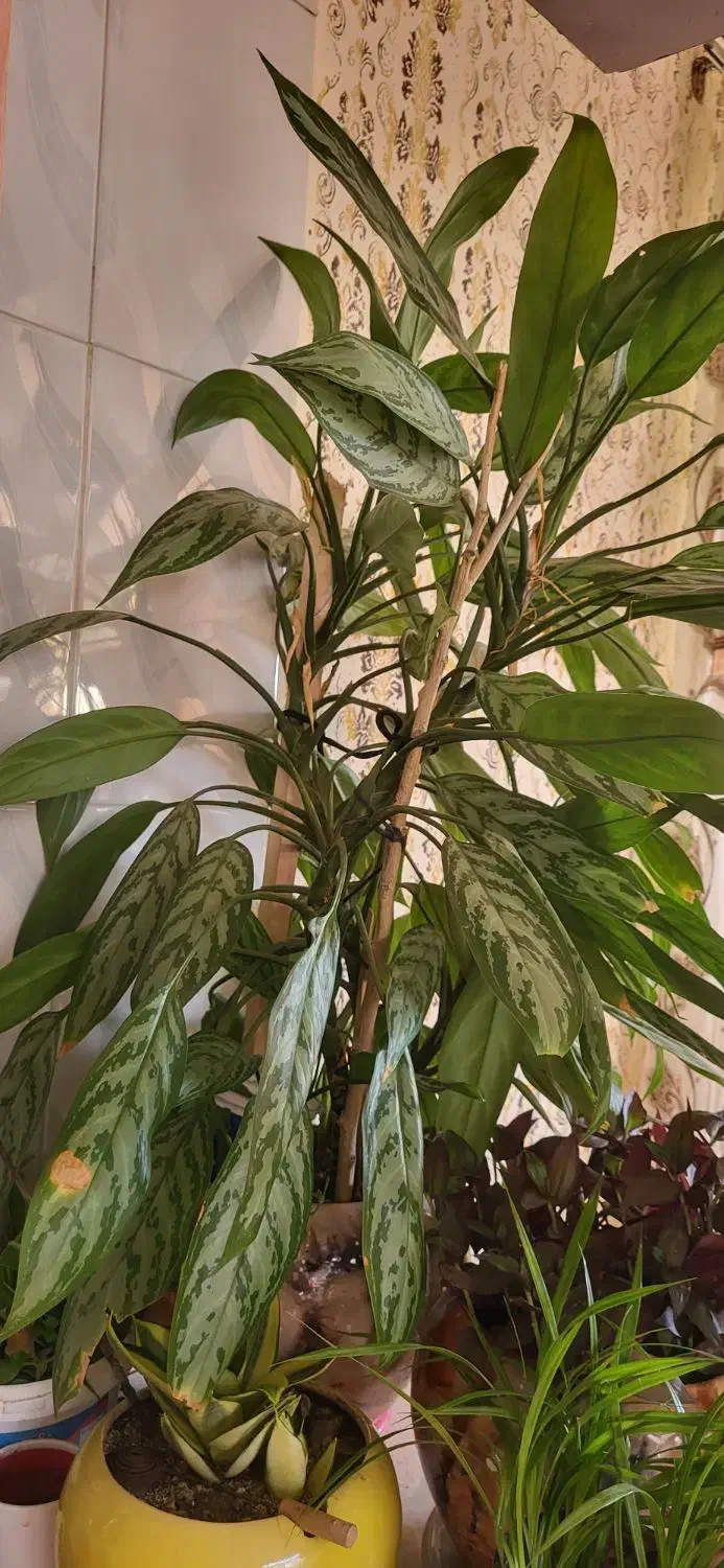 فروش گل|گل و گیاه طبیعی|سنندج, |دیوار