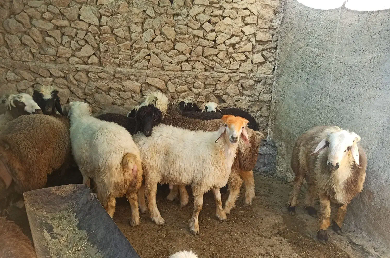 بره پرواری|حیوانات مزرعه|ارم, |دیوار