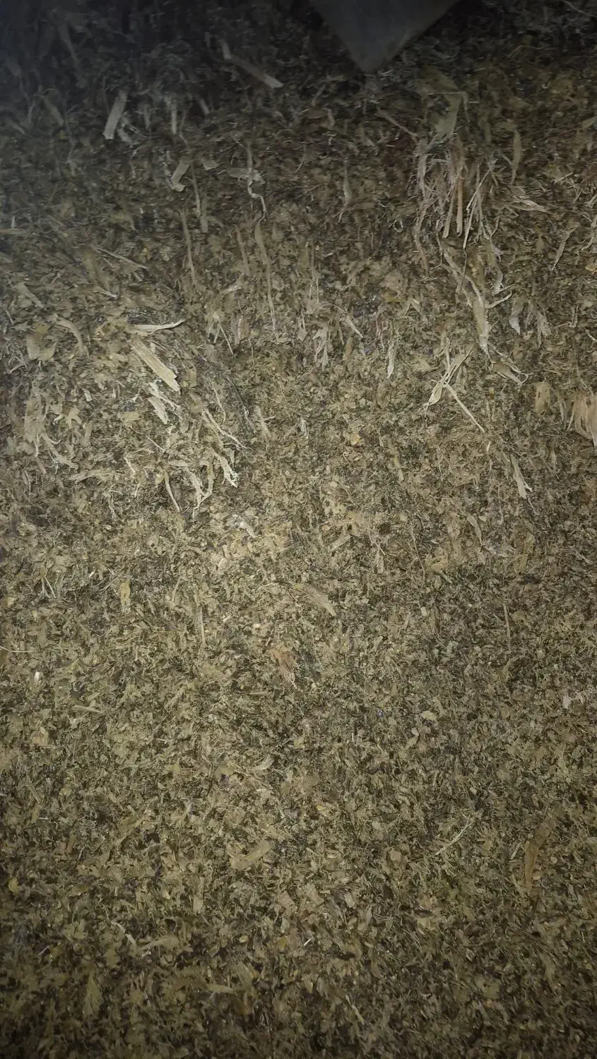 سیلاژ ذرت|عمده‌فروشی|بهبهان, |دیوار