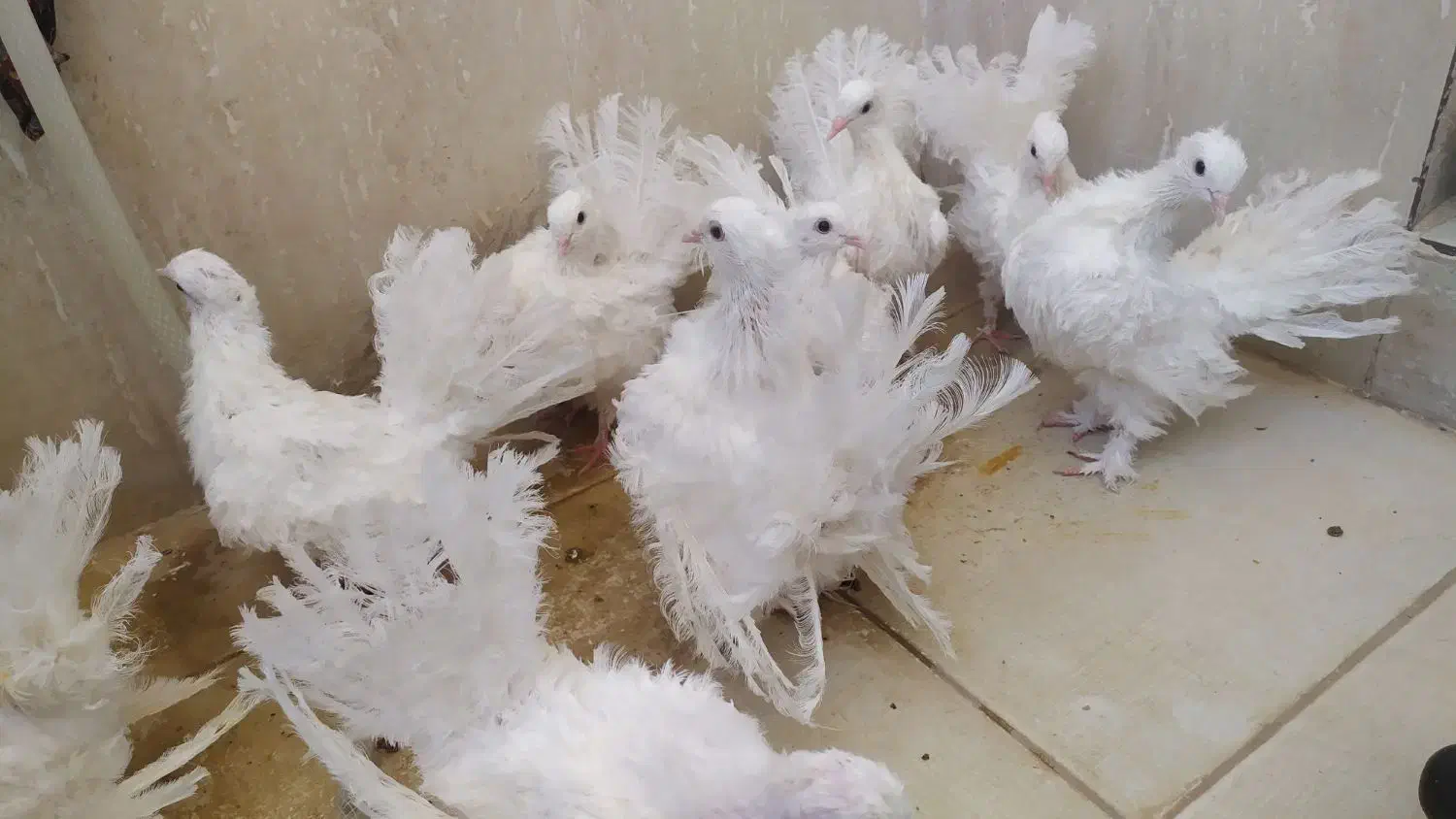 کبوتر تزیینی|پرنده|بیرجند, |دیوار