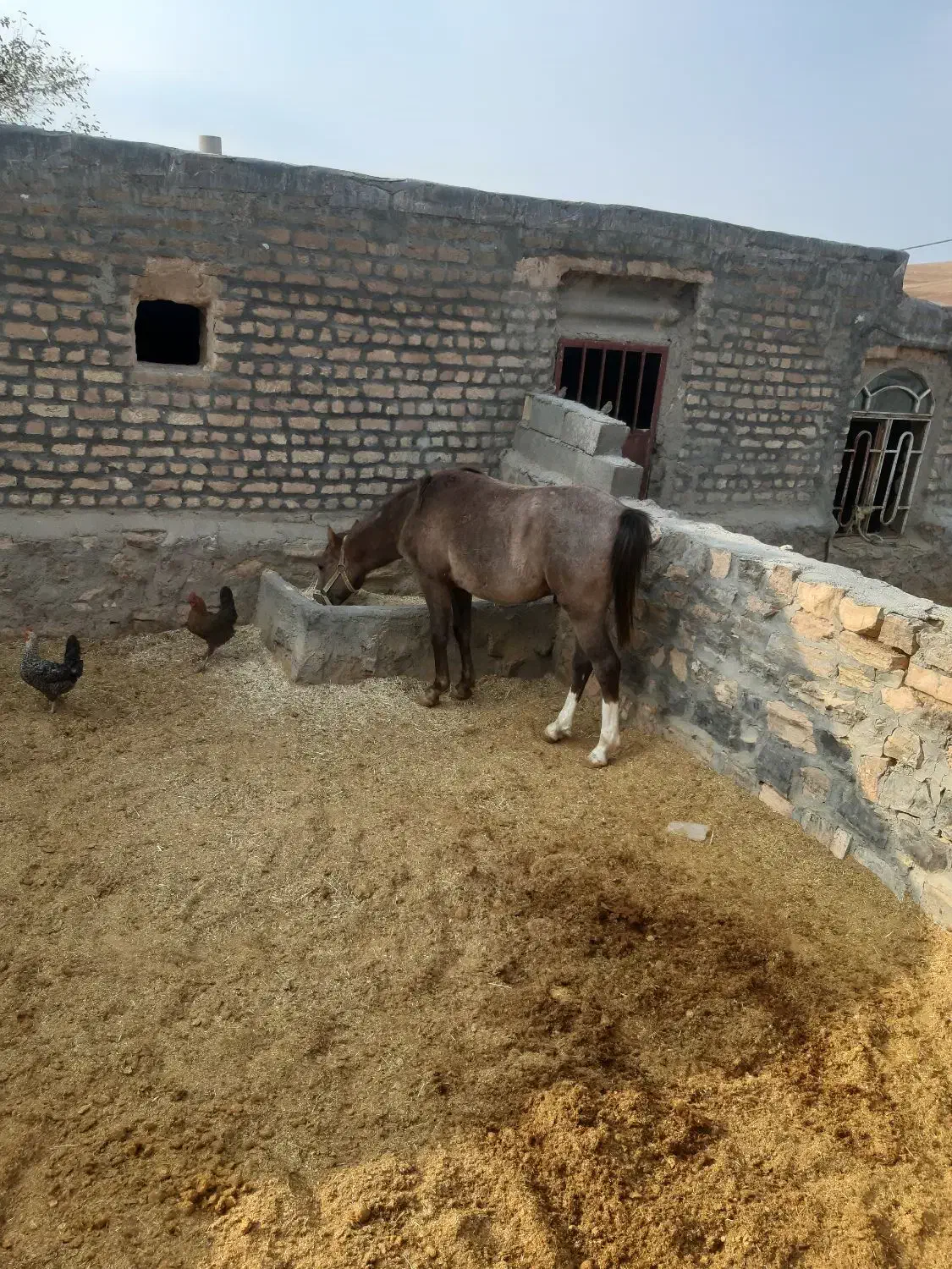 اسب|اسب و تجهیزات اسب‌سواری|کرمانشاه, |دیوار