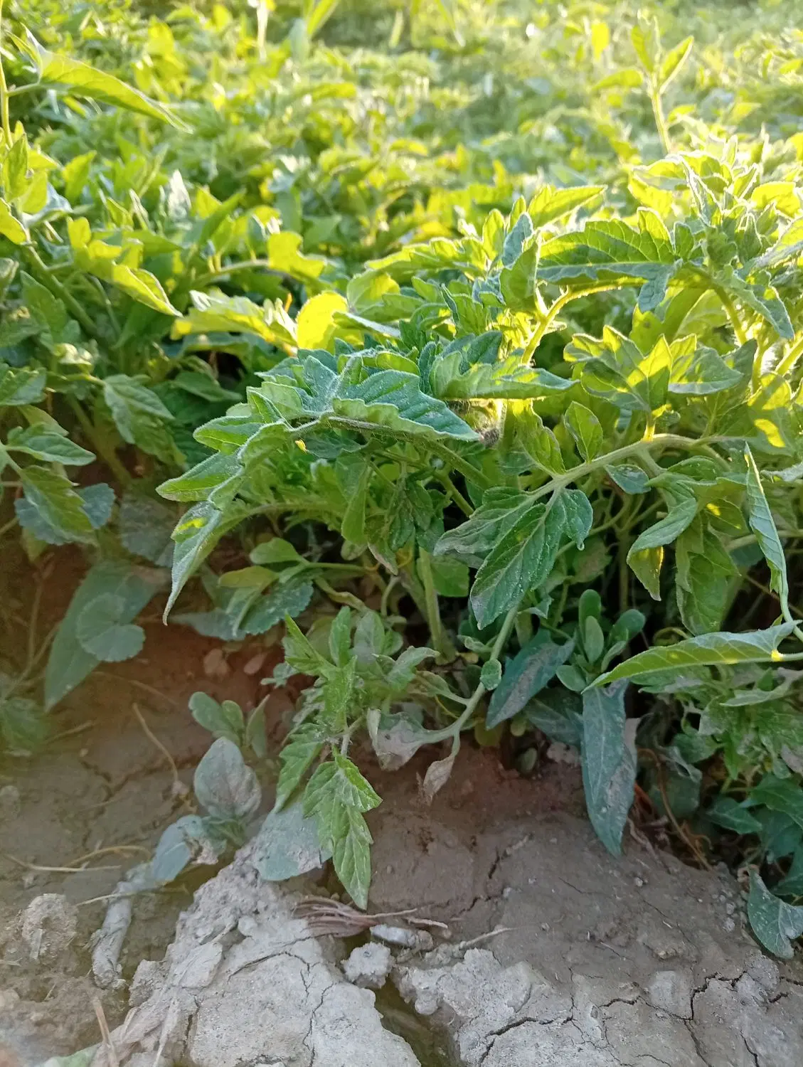 شتیل گوجه|گل و گیاه طبیعی|چهاربرج, |دیوار