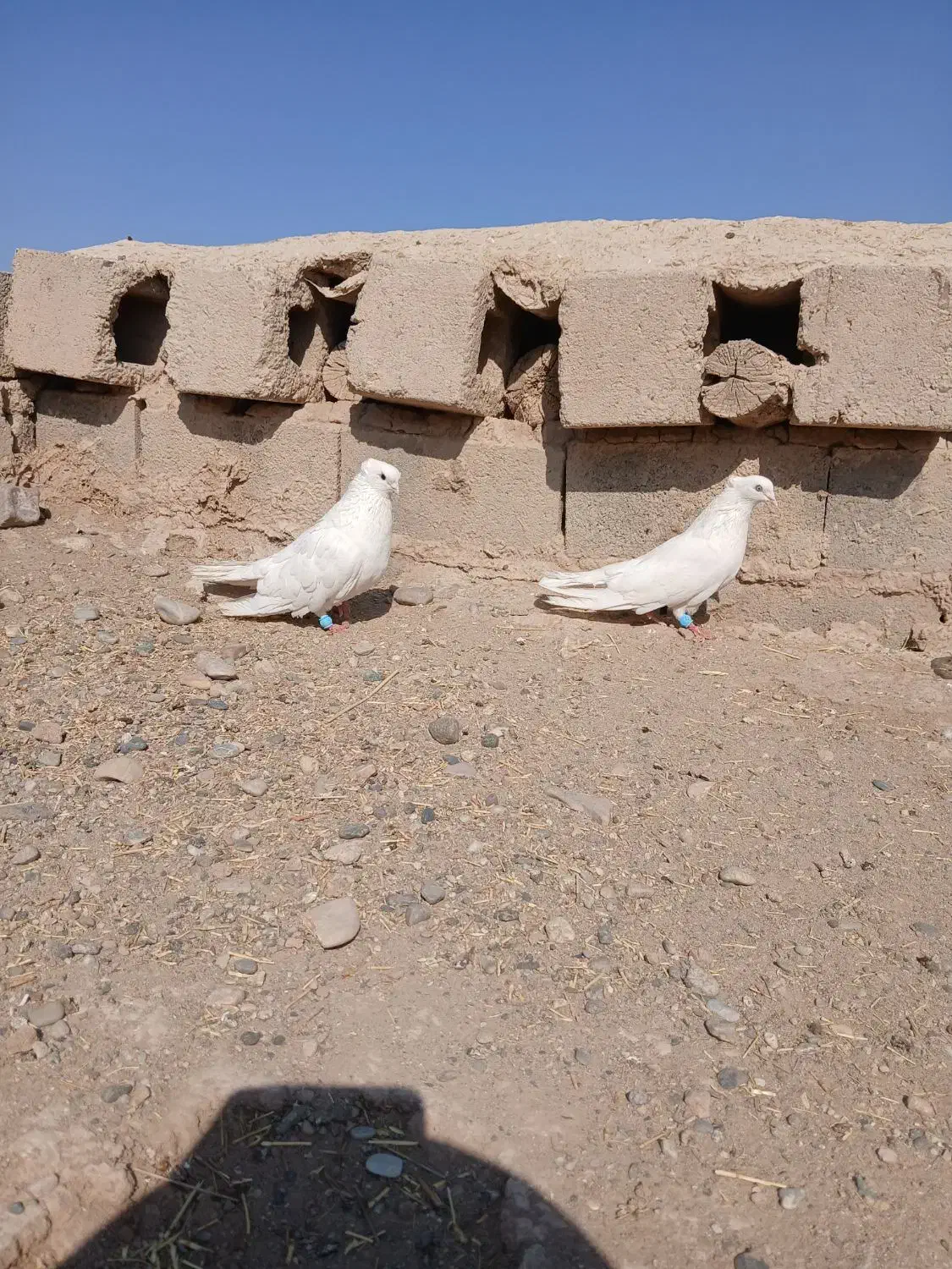 جفت ککولی|پرنده|باروق, |دیوار