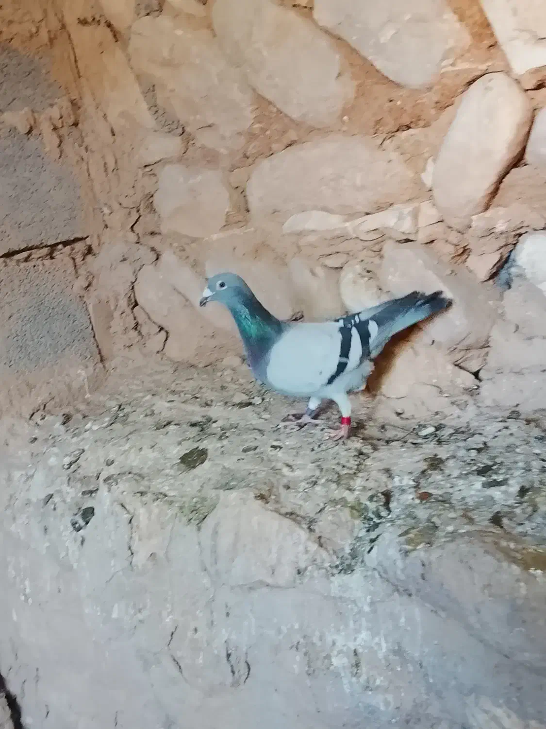 کبوتر پلاکی عربستان|پرنده|زرین آباد, |دیوار