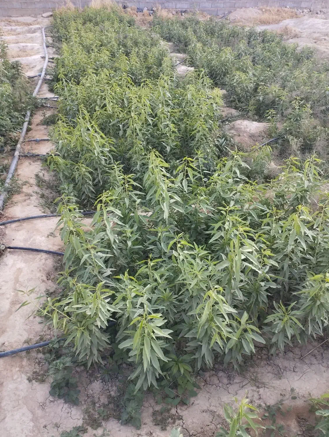 نهال کاری|خدمات باغبانی و درختکاری|خفر, |دیوار