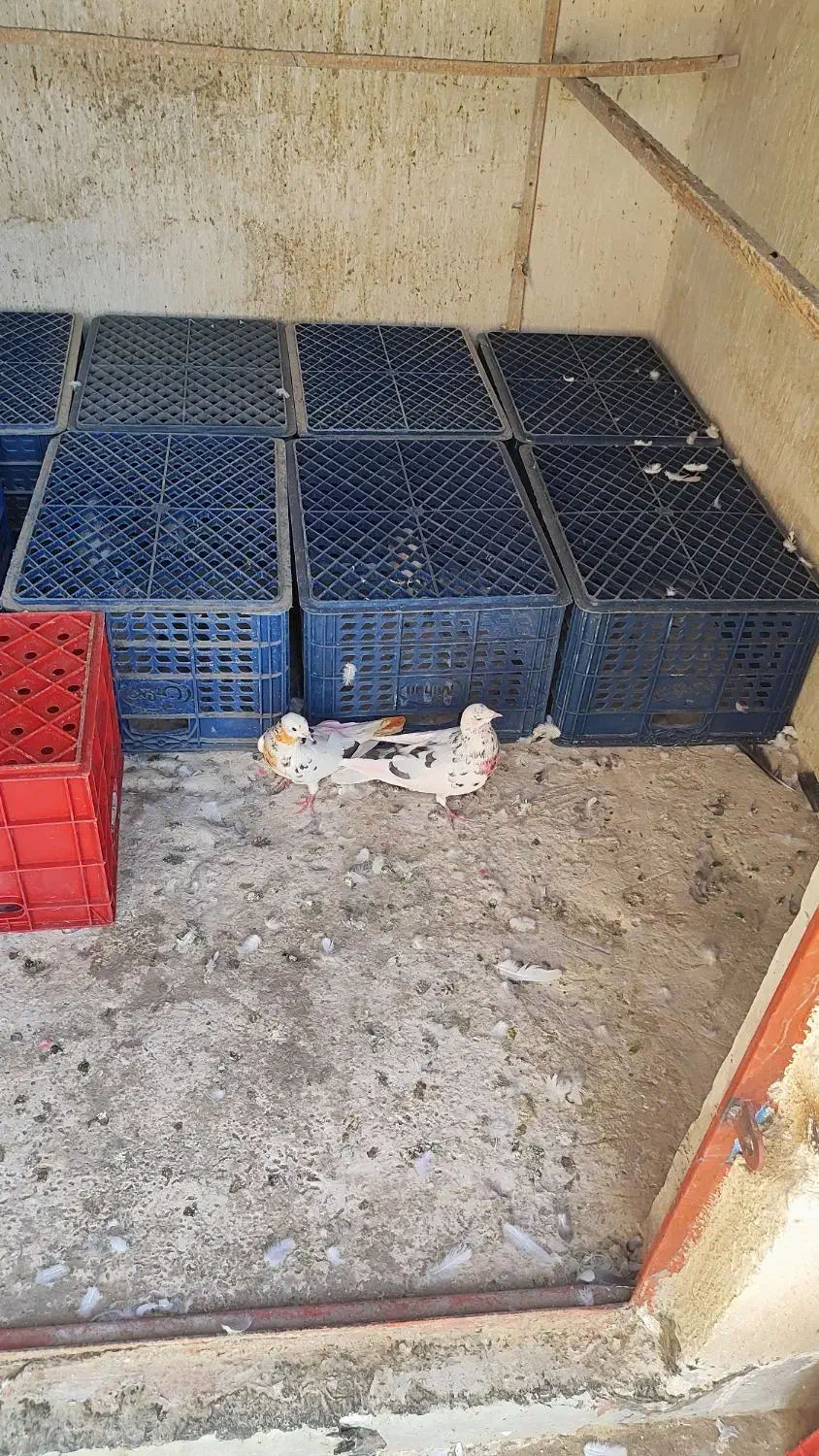 سبد شیری و ماستی|ظروف نگهدارنده، پلاستیکی، یکبارمصرف|ورامین, ورامین|دیوار