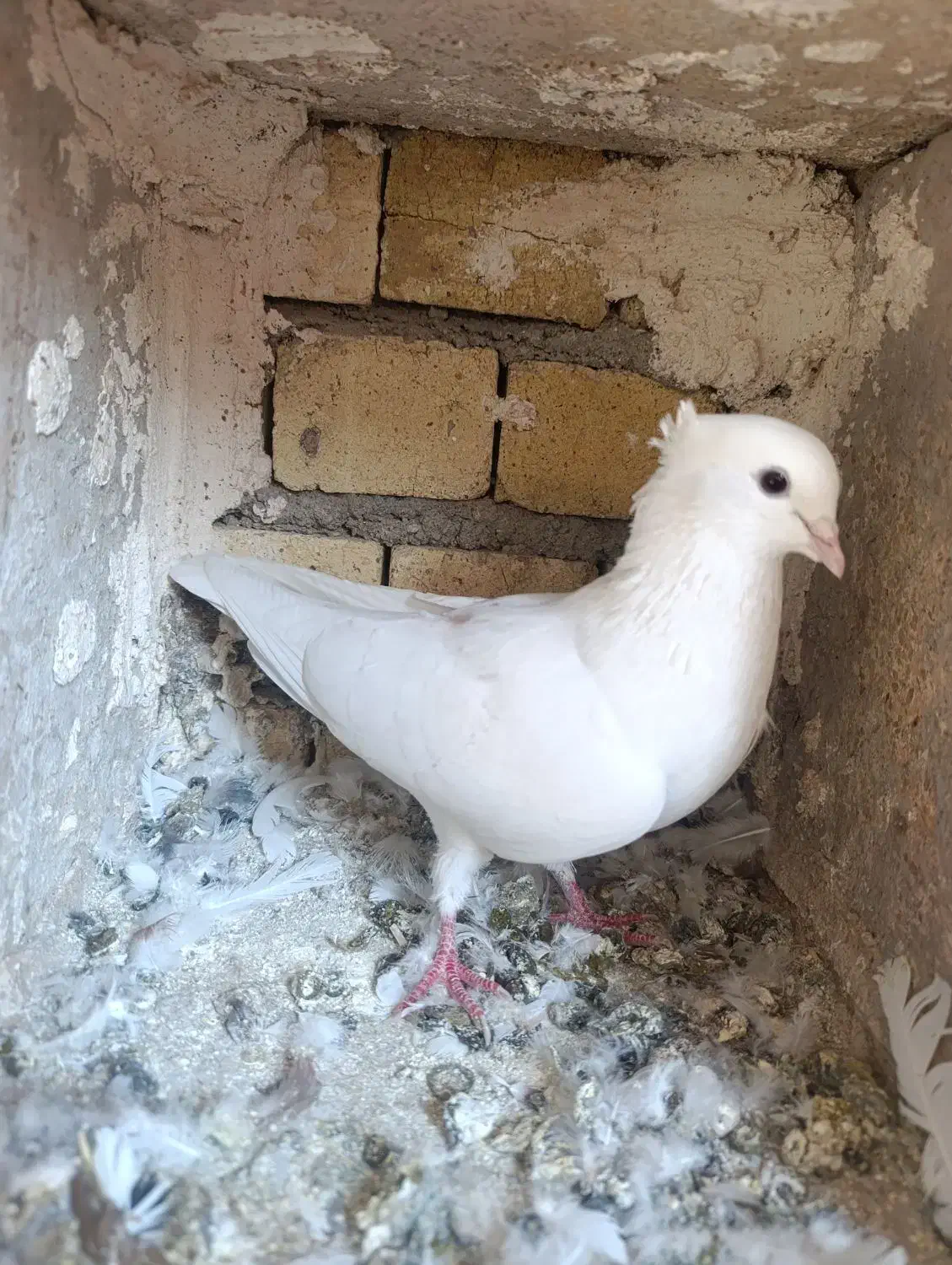 نر کمخال کفتر|پرنده|بروجرد, |دیوار