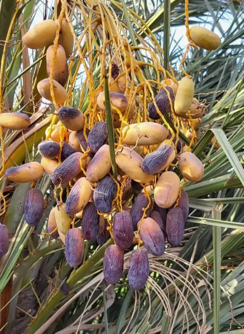پاجوش مجول،پیارم وزاهدی باتعهد ثبتی و بیمه کشاورزی|خدمات باغبانی و درختکاری|بهبهان, |دیوار