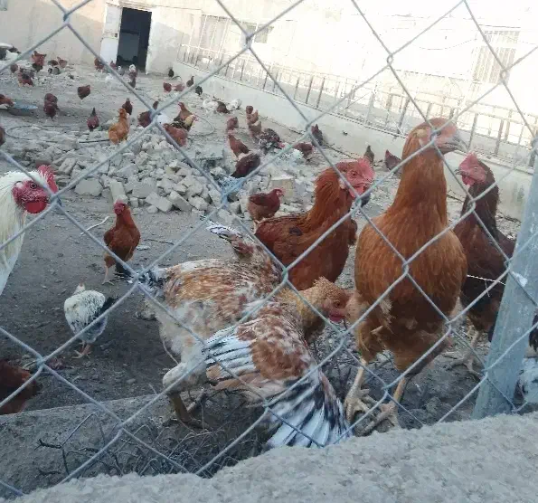 فروش مرغ و خروس محلی|حیوانات مزرعه|پیشوا, |دیوار