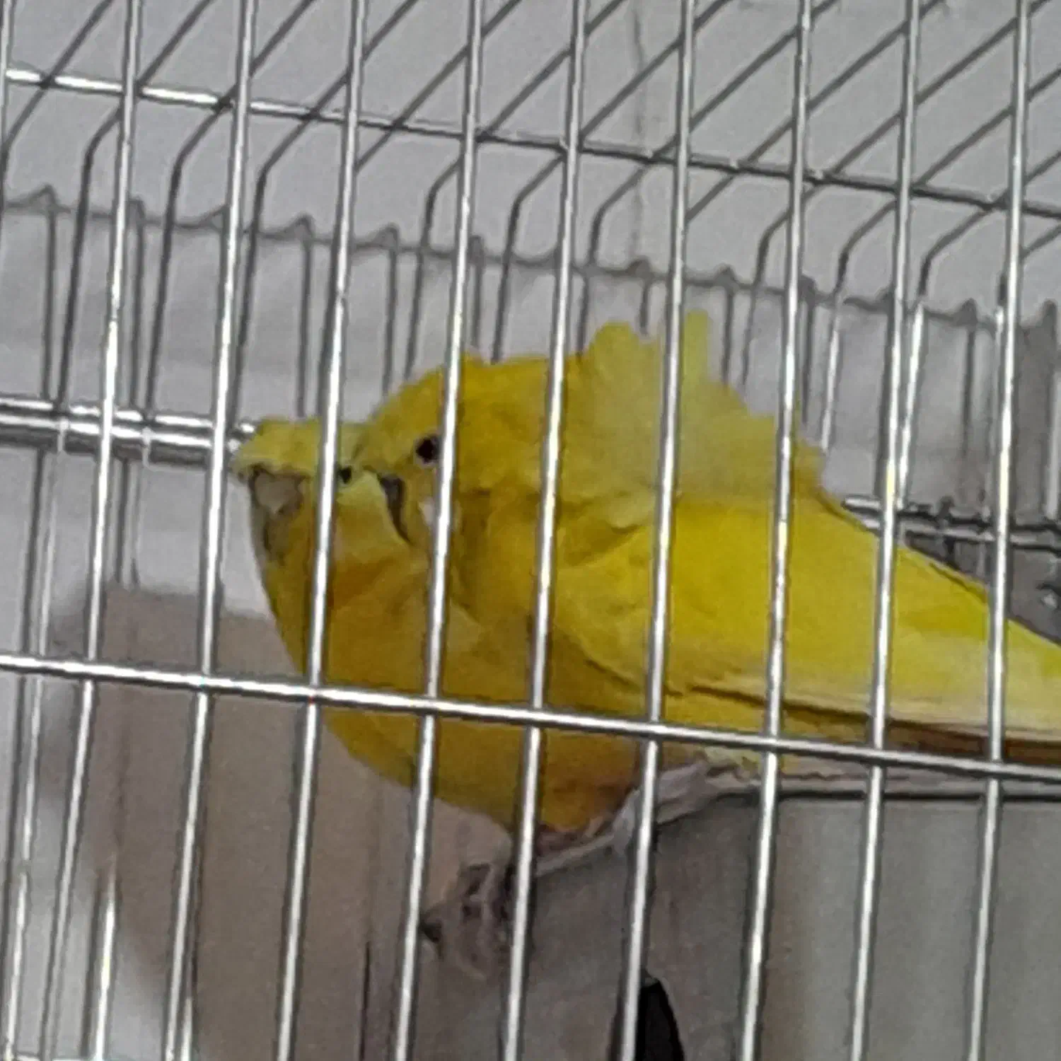 مرغ عشق|پرنده|داراب, |دیوار