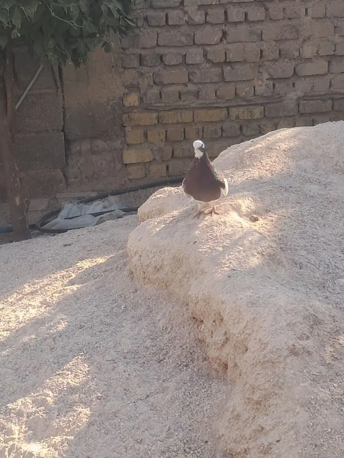 کبوتر طوقی نر فروشی|پرنده|طسوج, |دیوار