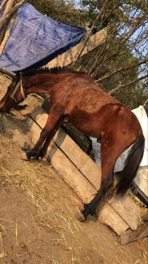 اسب فروشی|حیوانات مزرعه|حویق, |دیوار