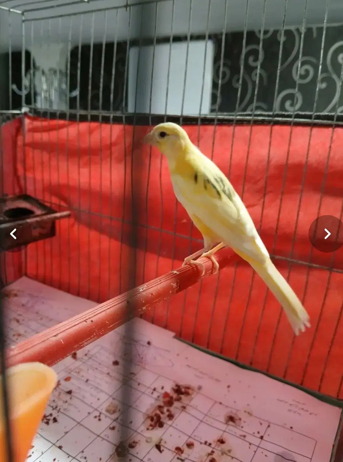 قناری ماده|پرنده|اردبیل, |دیوار