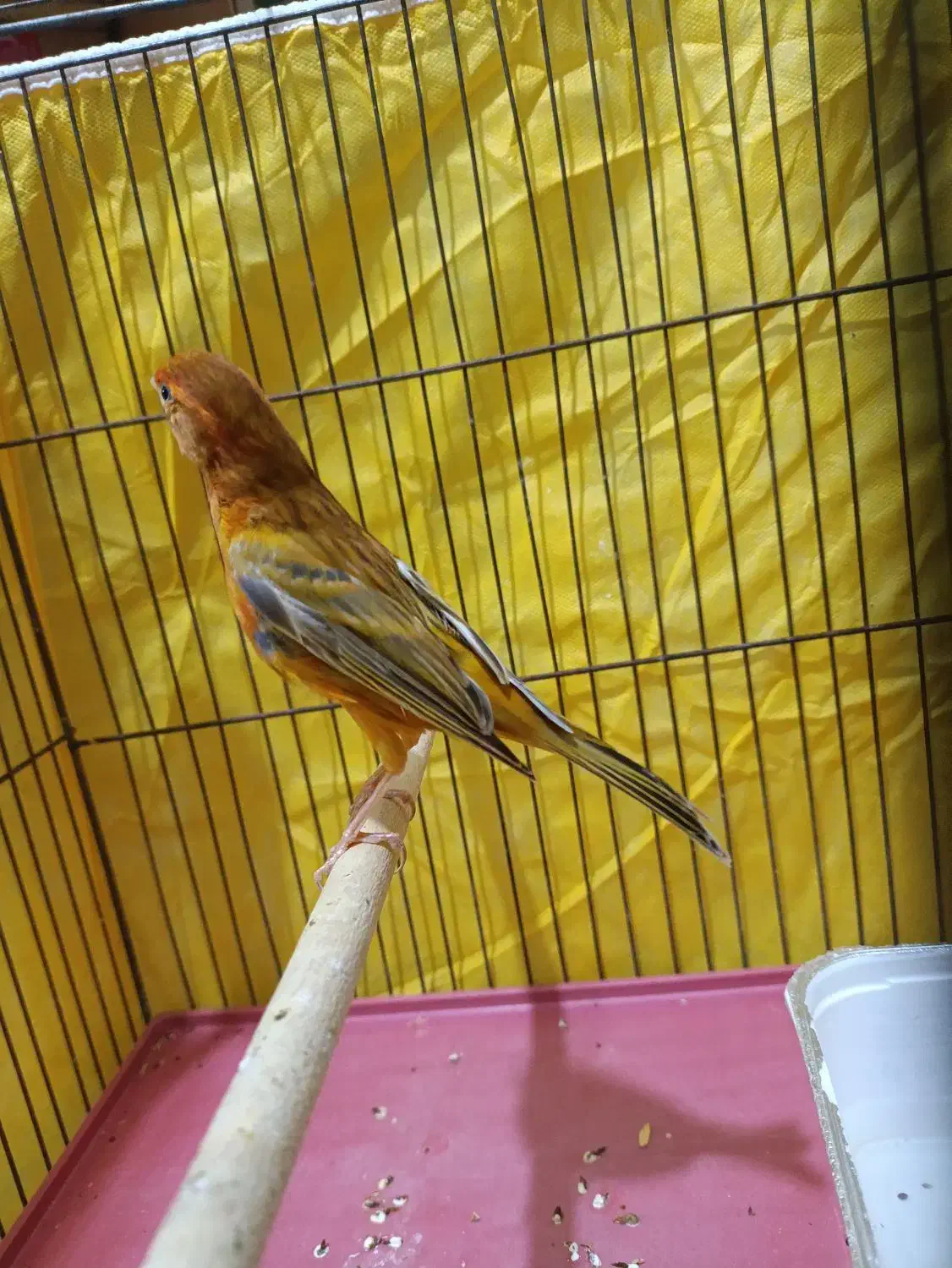 قناری ماده آماده عطیقه|پرنده|شیراز, مسلم|دیوار