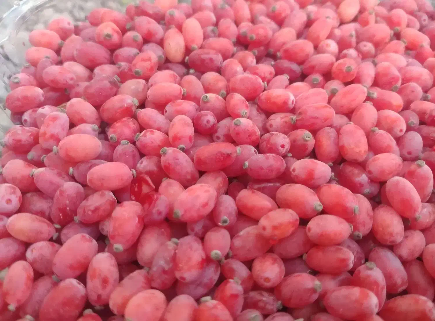 زرشک دون تازه قاینات|خوردنی و آشامیدنی|قم, بنیاد|دیوار