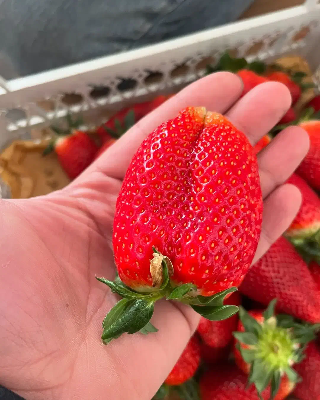 فروش نهال یا بوته توت فرنگی پر محصول سابرینا اصلی|خدمات باغبانی و درختکاری|بهنمیر, |دیوار