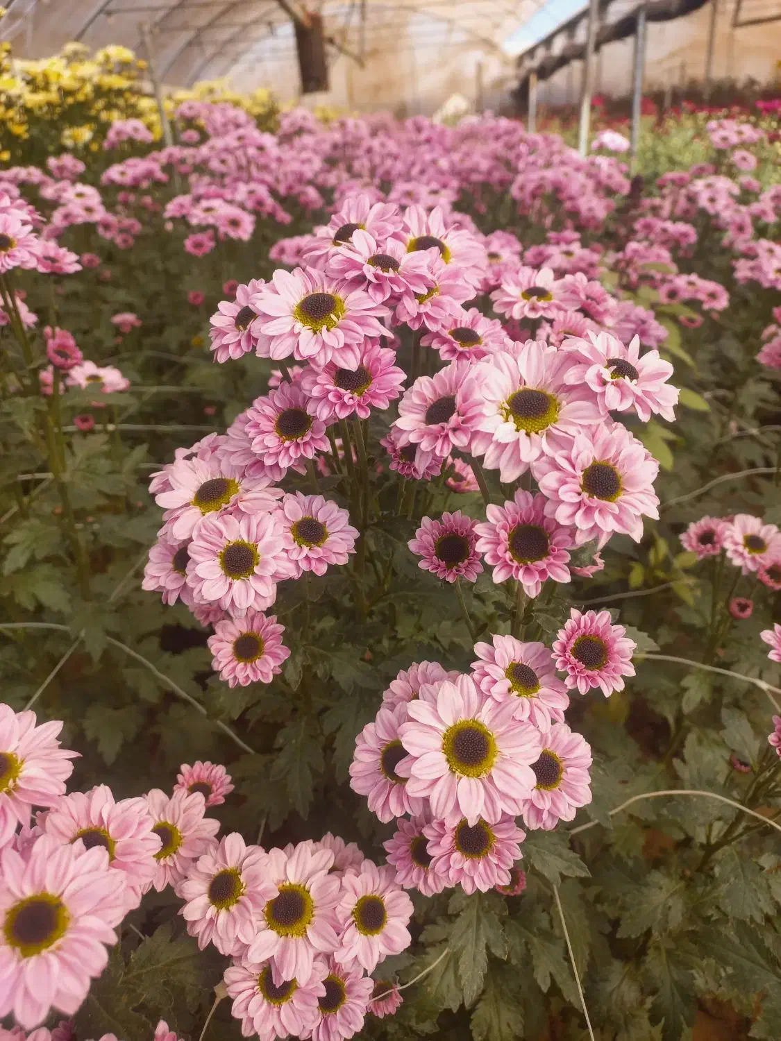 فروش انواع گلهای داوودی|گل و گیاه طبیعی|بادرود, |دیوار