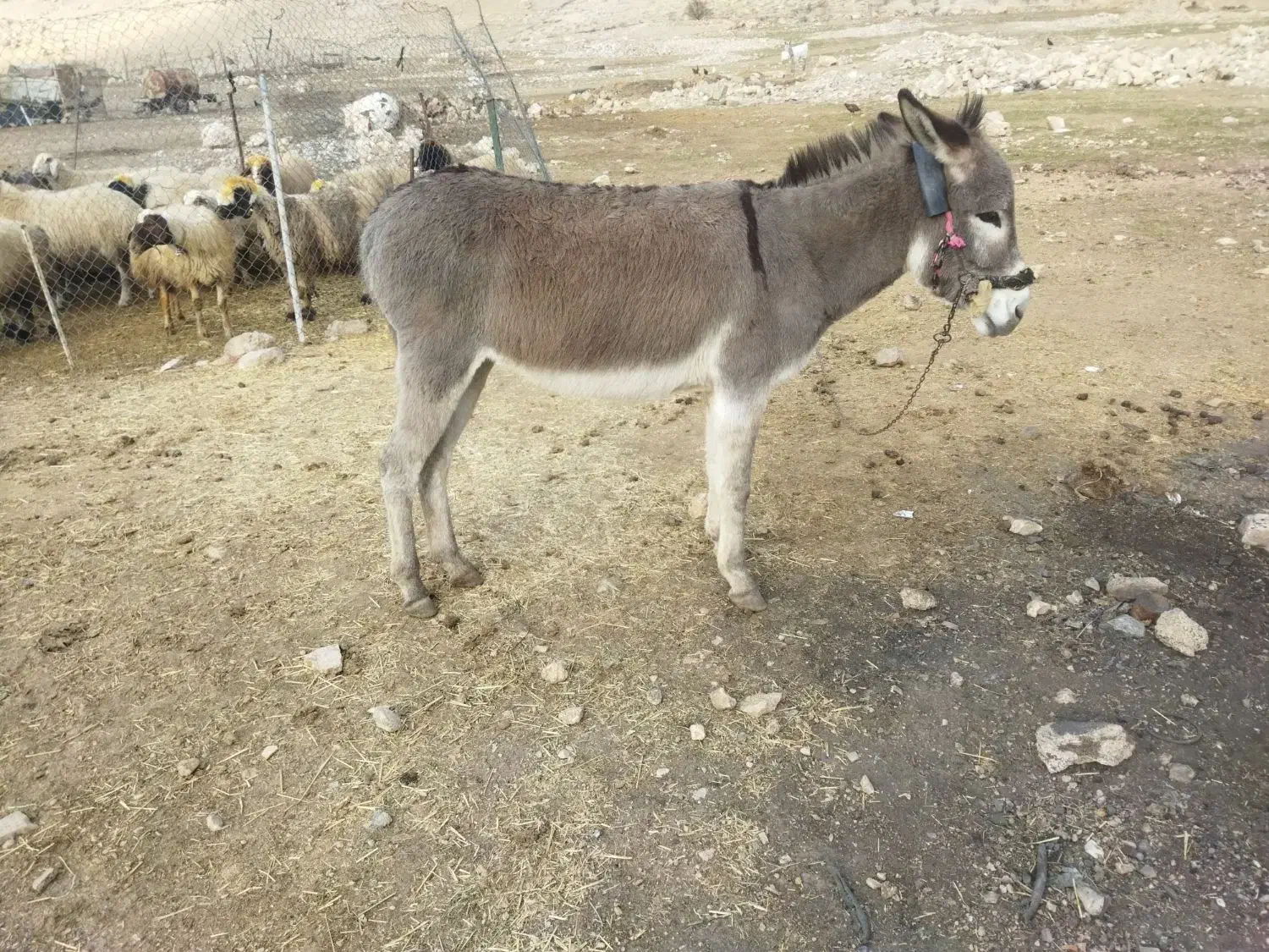 فروشی.|حیوانات مزرعه|چرداول, |دیوار