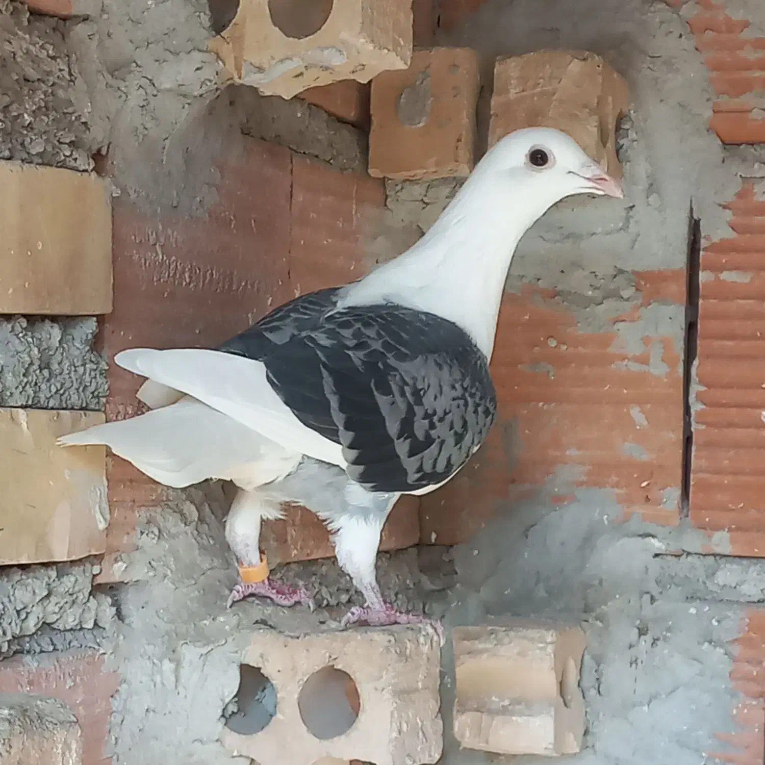 چاپی دوبال|پرنده|گنبد کاووس, |دیوار