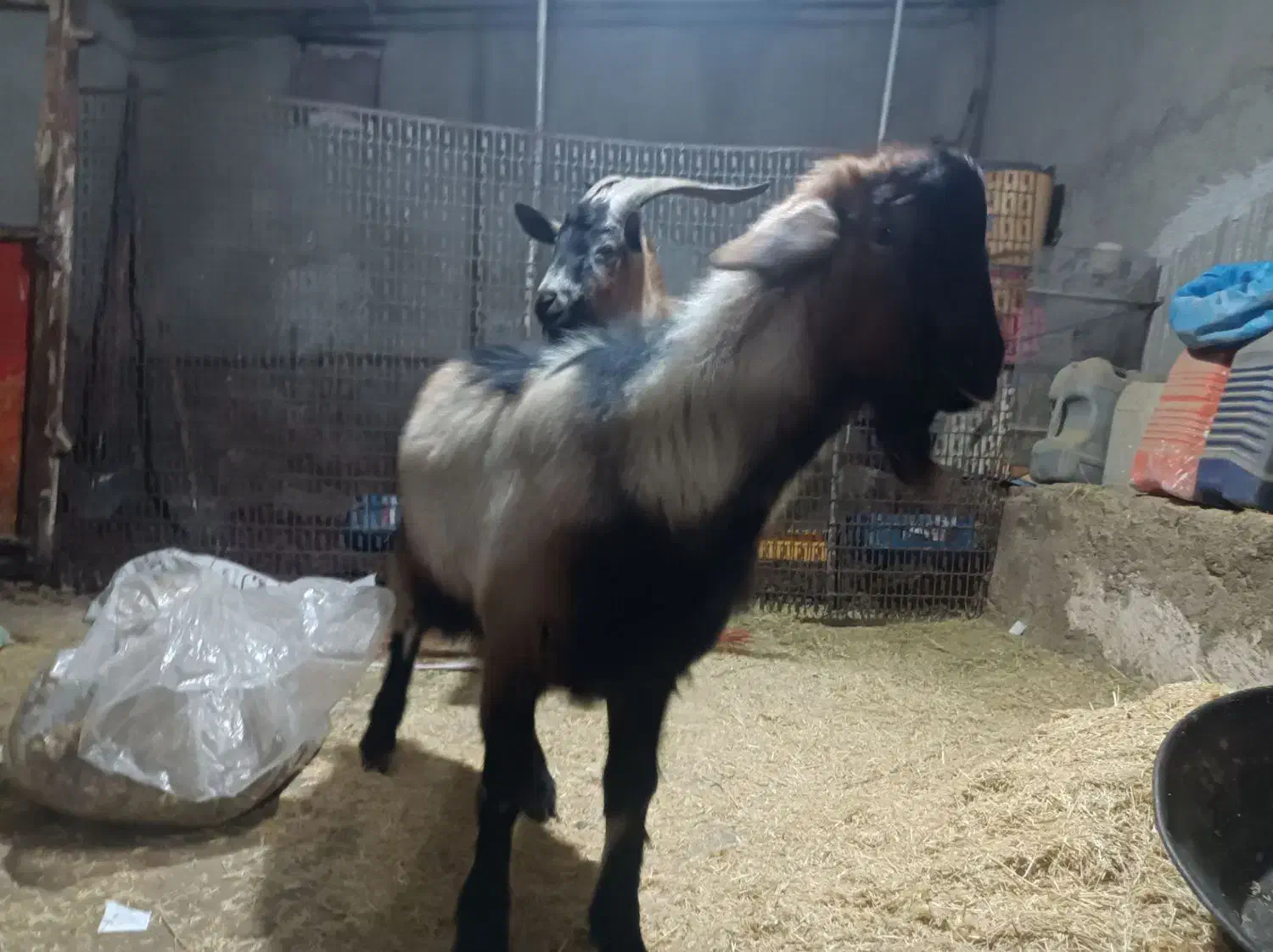 بره ماده بزنرآلپاین معاوضه|حیوانات مزرعه|همدان, |دیوار