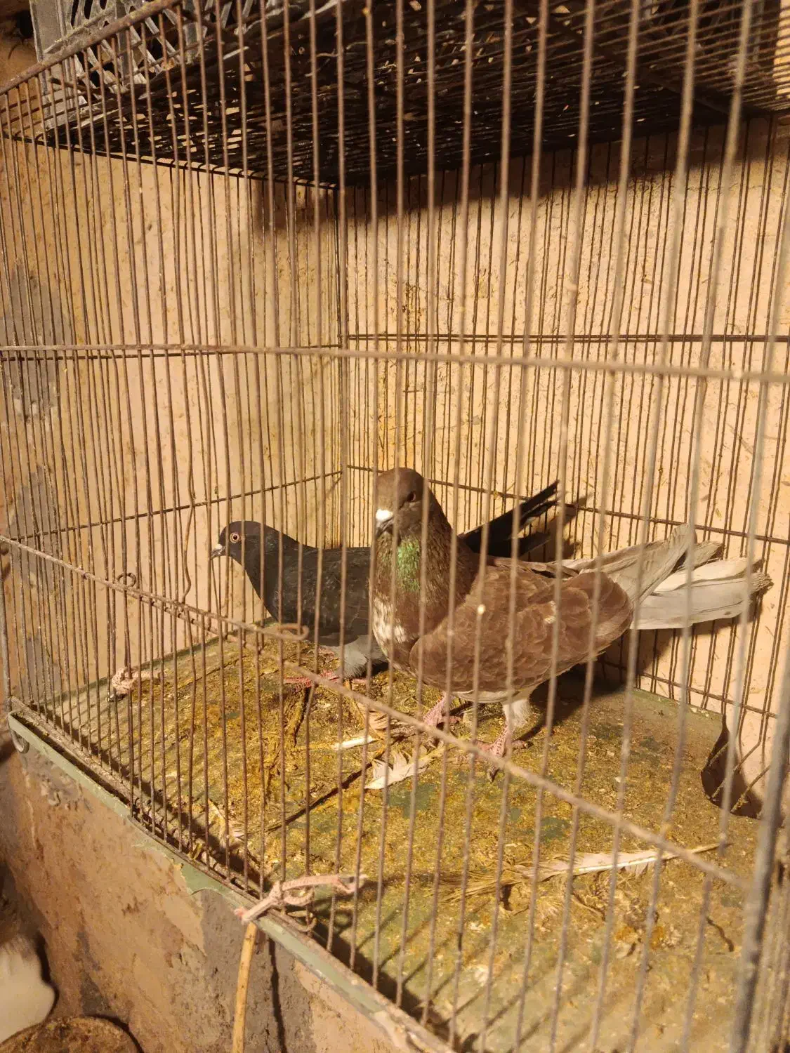 ...|پرنده|خمین, |دیوار