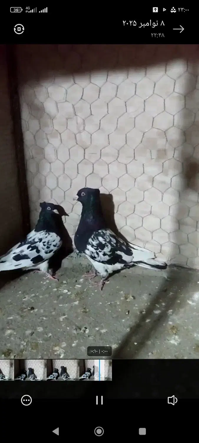 کفتر کله سیاه|پرنده|سبزوار, چهارراه فرودگاه|دیوار