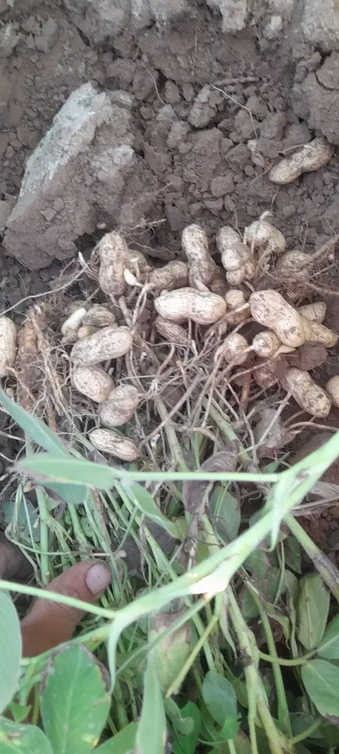 بادام زمینی متوسط|خوردنی و آشامیدنی|بران, |دیوار